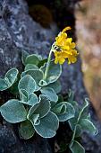 13_Primula Auricola (primula orecchia d'orso)